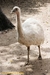 รูปย่อ ขายนกเรียSouth American Ostriches อายุ4เดือน มีสีเทาละสีขาว รูปที่4