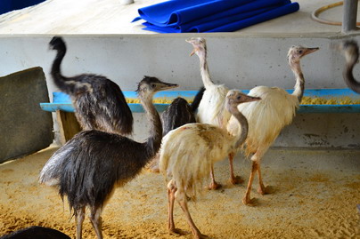 ขายนกเรียSouth American Ostriches อายุ4เดือน มีสีเทาละสีขาว รูปที่ 1