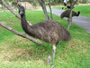 รูปย่อ ขายนกเรียSouth American Ostriches อายุ4เดือน มีสีเทาละสีขาว รูปที่5