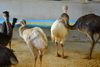 รูปย่อ ขายนกเรียSouth American Ostriches อายุ4เดือน มีสีเทาละสีขาว รูปที่2