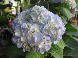 ดอกไฮเดนเยียร์สีฟ้า รูปที่ 1