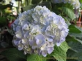 ดอกไฮเดนเยียร์สีฟ้า