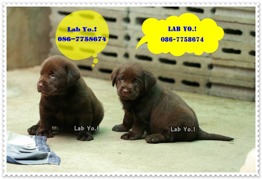 ลาบราดอร์สีช็อค า สายเลือดดีๆ มีดีกรีสายเลือดแชมป์ค่ะLabrador Retriever puppy labrador ลูกสุนัขลาบราดอร์สำหรับท่า รูปที่ 3