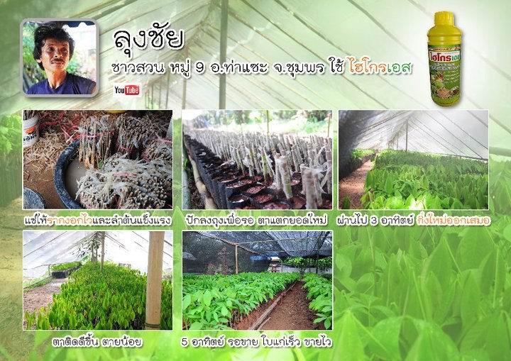 ปุ๋ยมหัสจรรย์ !! ท้าให้ลอง !!! รูปที่ 3