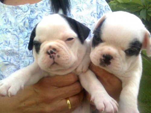 french bulldog for sale รูปที่ 2