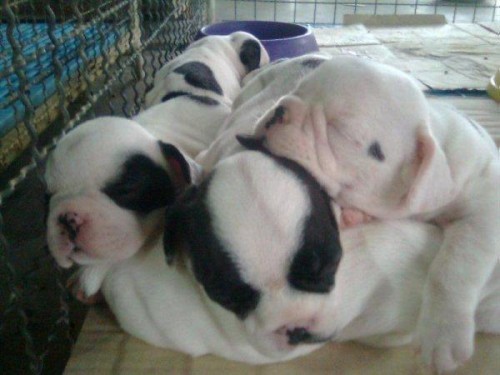 french bulldog for sale รูปที่ 3