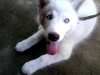 รูปย่อ ลูกสุนัขไซบีเรียฮัสกี้ว่าที่พ่อพันธุ์ชั้นยอดสีขาวล้วน (สีหายากครับ) ตาสีฟ้า 1 ข้าง กับตาสีฟ้ากับเสี้ยวสีเทาอีก 1 ข้าง รูปที่4