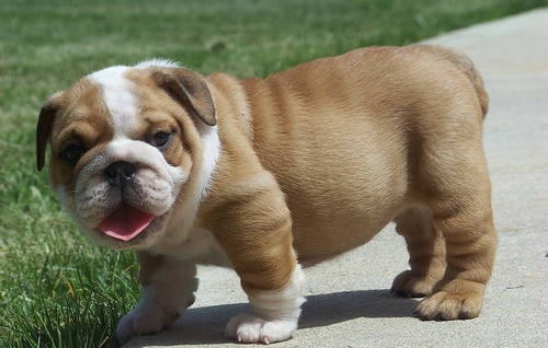 Male and Female English Bulldog Puppies  รูปที่ 2