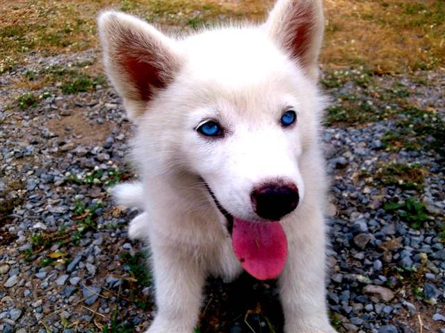 ลูกสุนัขไซบีเรียฮัสกี้ว่าที่พ่อพันธุ์ชั้นยอดสีขาวล้วน (สีหายากครับ) ตาสีฟ้า 1 ข้าง กับตาสีฟ้ากับเสี้ยวสีเทาอีก 1 ข้าง รูปที่ 1