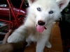 รูปย่อ ลูกสุนัขไซบีเรียฮัสกี้ว่าที่พ่อพันธุ์ชั้นยอดสีขาวล้วน (สีหายากครับ) ตาสีฟ้า 1 ข้าง กับตาสีฟ้ากับเสี้ยวสีเทาอีก 1 ข้าง รูปที่3