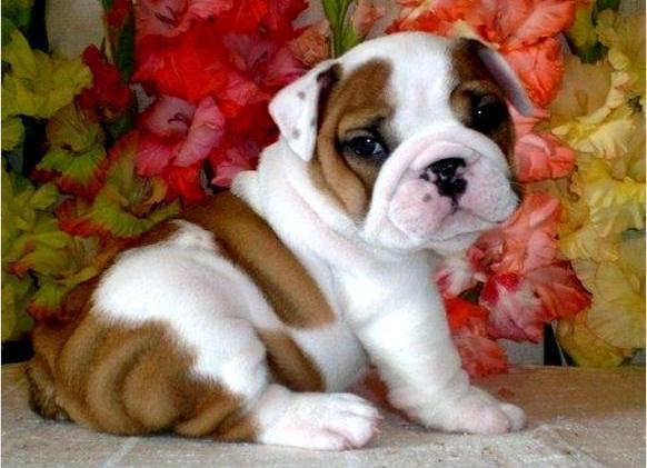 Male and Female English Bulldog Puppies  รูปที่ 1