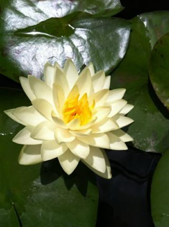 masterpiece waterlilyจำหน่ายบัวฝรั้ง บัวไทย บัวหลวง รูปที่ 5