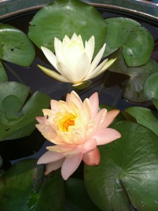 masterpiece waterlilyจำหน่ายบัวฝรั้ง บัวไทย บัวหลวง รูปที่ 6