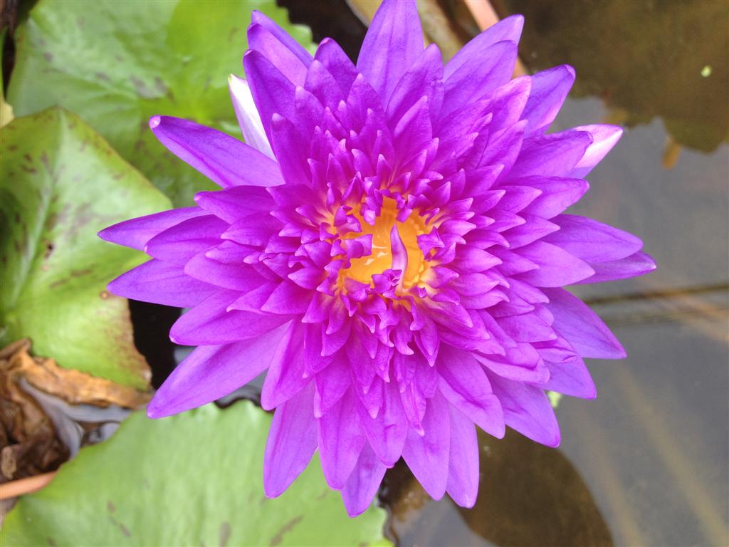 masterpiece waterlilyจำหน่ายบัวฝรั้ง บัวไทย บัวหลวง รูปที่ 3