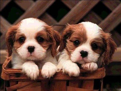 Dogstation สถานบริการ Dog Grooming อาบน้ำ ตัดแต่งขนสุนัข บนถนน นิมิตรใหม่ 6 เขตมีนบุรี (ยูเทริน์ที่ 2 หากเข้ามาจากถนนสุวินทวงศ์ ) บริการ อาบ รูปที่ 1