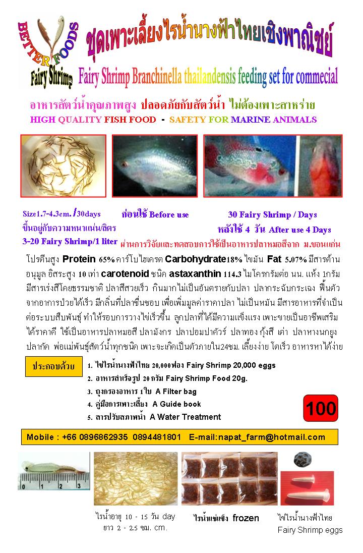 ไรน้ำนางฟ้า รูปที่ 3
