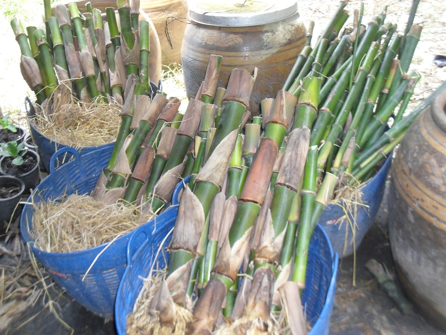 กิ่งพันธุ์ไผ่ไต้หวันจำหน่าย (สวนคุณแป๊ด นครนายก 081-7806445) รูปที่ 5