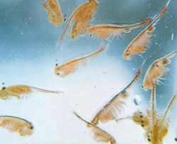 ไรน้ำนางฟ้าแช่แข็ง fairy shrimp รูปที่ 7