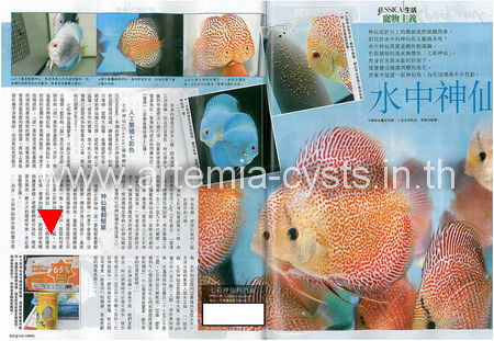 ไรน้ำนางฟ้าแช่แข็ง fairy shrimp รูปที่ 3