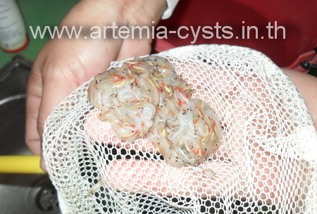 ไรน้ำนางฟ้าแช่แข็ง fairy shrimp รูปที่ 6