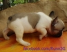 รูปย่อ ขายลูกFrench Bulldogเพศเมียหลานไทยแชมป์ รูปที่2