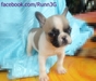 รูปย่อ ขายลูกFrench Bulldogเพศเมียหลานไทยแชมป์ รูปที่5