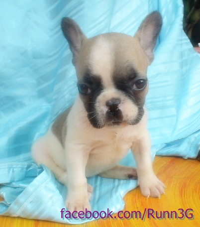 ขายลูกFrench Bulldogเพศเมียหลานไทยแชมป์ รูปที่ 1