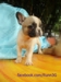 รูปย่อ ขายลูกFrench Bulldogเพศเมียหลานไทยแชมป์ รูปที่3