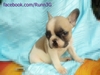 รูปย่อ ขายลูกFrench Bulldogเพศเมียหลานไทยแชมป์ รูปที่4