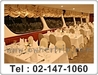 รูปย่อ ล่องเรือดินเนอร์ ทานอาหารบนเรือ >>โทร 02-147-1060 เรือเจ้าพระยาครุยส์ ลด 650 ฿ รูปที่4