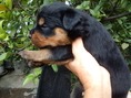 ขายลูกสุนัขร๊อตไวเลอร์ สายพันธุ์เยอรมัน เกิดวันที่ 29 พ.ค. 2555
