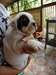 รูปย่อ ลูก Bulldog เตี่ย ล่ำ ยับ ย่น  รูปที่3