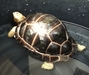 รูปย่อ Sale !!!Aldabra turtle / ขาย เต่าอัลดาบร้า รูปที่3