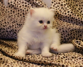 +++ขายน้องแมวเปอร์เซีย ขาวล้วน น่ารักๆ จ้า +++ รูปที่ 4