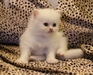 รูปย่อ +++ขายน้องแมวเปอร์เซีย ขาวล้วน น่ารักๆ จ้า +++ รูปที่4