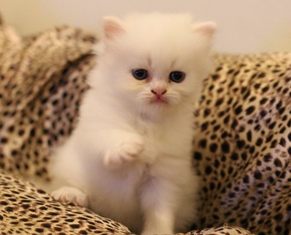 +++ขายน้องแมวเปอร์เซีย ขาวล้วน น่ารักๆ จ้า +++ รูปที่ 3