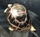 รูปย่อ Sale !!!Aldabra turtle / ขาย เต่าอัลดาบร้า รูปที่1