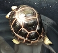 Sale !!!Aldabra turtle / ขาย เต่าอัลดาบร้า