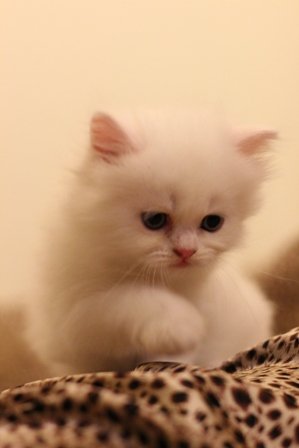 +++ขายน้องแมวเปอร์เซีย ขาวล้วน น่ารักๆ จ้า +++ รูปที่ 5