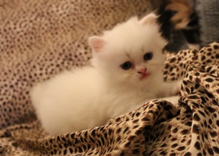 +++ขายน้องแมวเปอร์เซีย ขาวล้วน น่ารักๆ จ้า +++ รูปที่ 2
