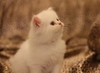 รูปย่อ +++ขายน้องแมวเปอร์เซีย ขาวล้วน น่ารักๆ จ้า +++ รูปที่1