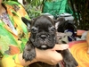 รูปย่อ ขายลูกFrench Bulldogเพศผู้หลานไทยแชมป์ รูปที่2