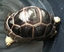 รูปย่อ Sale !!!Aldabra turtle / ขาย เต่าอัลดาบร้า รูปที่2