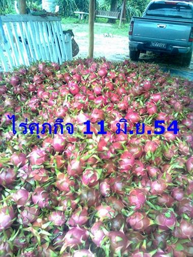 จำหน่ายกิ่งพันธุ์แก้วมังกร รูปที่ 6