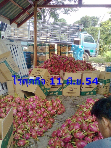 จำหน่ายกิ่งพันธุ์แก้วมังกร รูปที่ 7