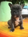 รูปย่อ ขายลูกFrench BulldogเพศเมียสีBrindleหลานไทยแชมป์ รูปที่6