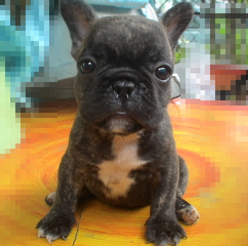 ขายลูกFrench BulldogเพศเมียสีBrindleหลานไทยแชมป์ รูปที่ 1