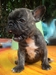 รูปย่อ ขายลูกFrench BulldogเพศเมียสีBrindleหลานไทยแชมป์ รูปที่4