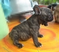 รูปย่อ ขายลูกFrench BulldogเพศเมียสีBrindleหลานไทยแชมป์ รูปที่3