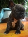 รูปย่อ ขายลูกFrench BulldogเพศเมียสีBrindleหลานไทยแชมป์ รูปที่2